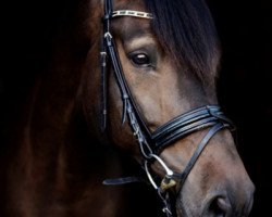 dressage horse Cnoppers (Holsteiner, 2010, from Carrico)