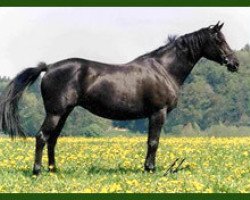 broodmare Arktis II (Trakehner, 1984, from Flaneur)