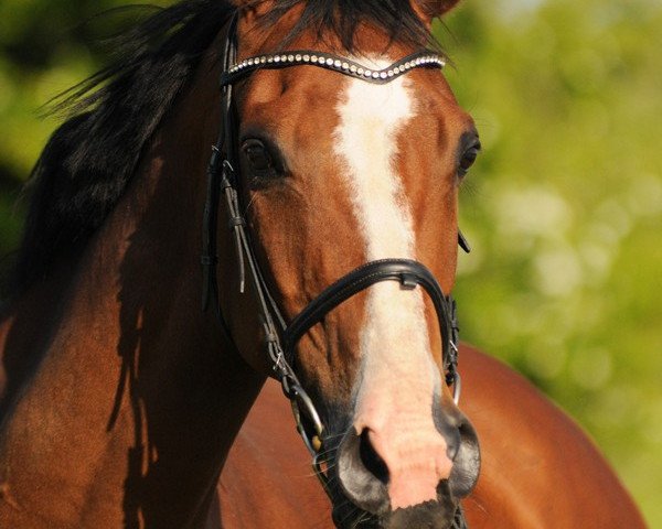 broodmare Loona (Hanoverian, 1999, from Longchamp)