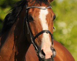 broodmare Loona (Hanoverian, 1999, from Longchamp)