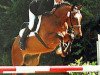 broodmare Annemone VI (Trakehner, 1972, from Postmeister)