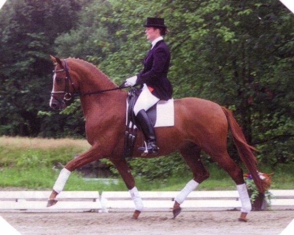 Pferd Imposant (Trakehner, 1997, von Ivernel)