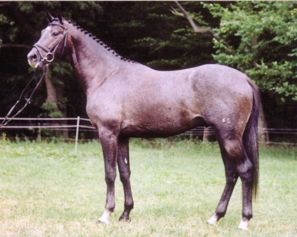 Zuchtstute Priesterin der Vesta (Trakehner, 1993, von Herzzauber)