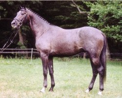 broodmare Priesterin der Vesta (Trakehner, 1993, from Herzzauber)