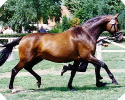 broodmare Pillkallen (Trakehner, 1984, from Mahagoni)