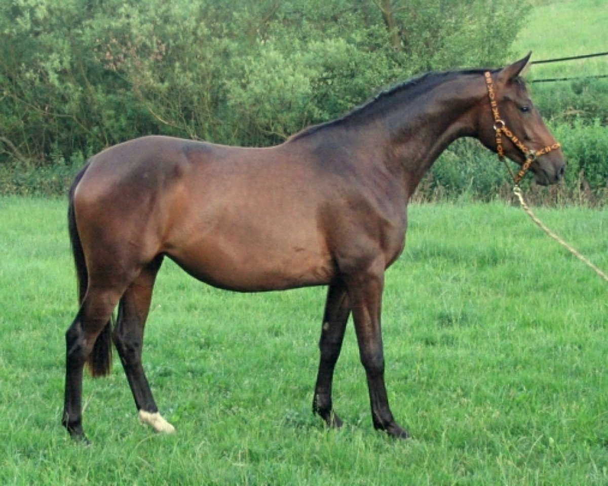 broodmare Rising Sun (Trakehner, 2003, from Hofrat)