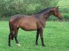 broodmare Rising Sun (Trakehner, 2003, from Hofrat)