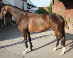 broodmare Rominter Heide (Trakehner, 2009, from Symont)