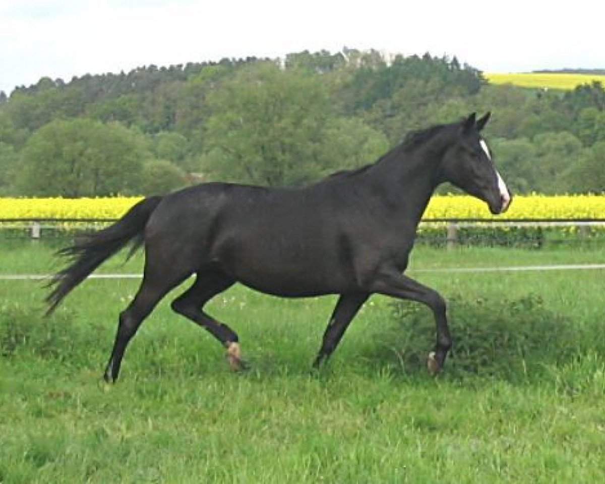 broodmare Palmnicken II (Trakehner, 2000, from Monteverdi)