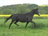 broodmare Palmnicken II (Trakehner, 2000, from Monteverdi)