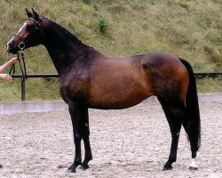 broodmare Rominten VI (Trakehner, 1998, from Manrico)