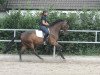 dressage horse Pink Floyd (Trakehner, 2008, from Stresemann)