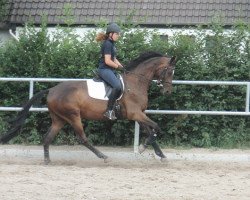 dressage horse Pink Floyd (Trakehner, 2008, from Stresemann)