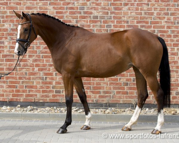 horse Shining Sun (Trakehner, 2012, from Perechlest)