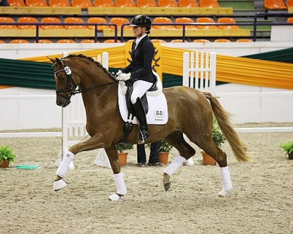 dressage horse Hannah 48 (Trakehner, 2010, from Imperio 3)