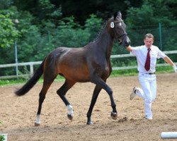 broodmare Zauberkrone (Trakehner, 2009, from Monteverdi)