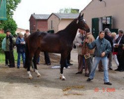 broodmare Zaubernuss (Trakehner, 2003, from Gribaldi)