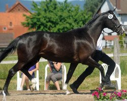 broodmare Great Ammykay (Trakehner, 2008, from Alter Fritz)