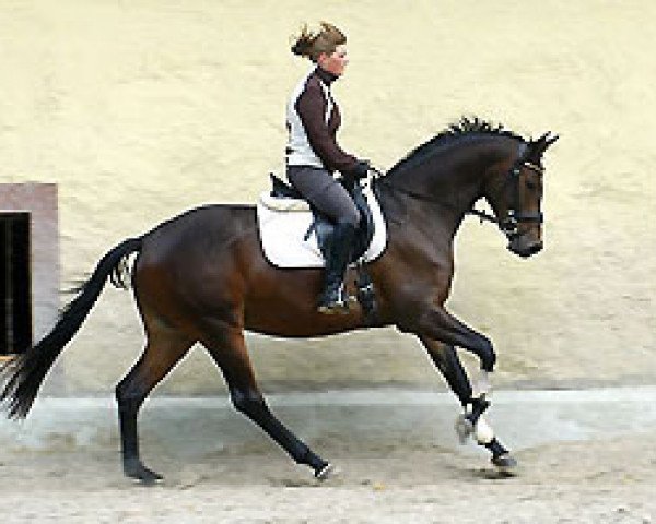 Zuchtstute Glorilou (Trakehner, 2005, von Shavalou)