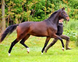 broodmare Gardemaß 2 (Trakehner, 2010, from Shavalou)