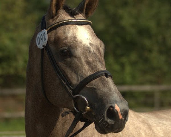 jumper Maravedi (Trakehner, 2009, from Hope of Heaven)