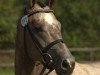 Springpferd Maravedi (Trakehner, 2009, von Hope of Heaven)