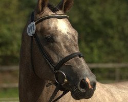 Springpferd Maravedi (Trakehner, 2009, von Hope of Heaven)