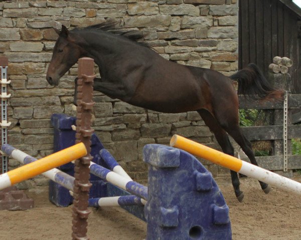 Springpferd SF Omari (Trakehner, 2014, von ISMAHN AA)