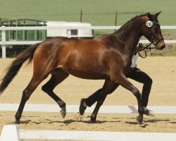 broodmare Oka-Blümchen (Trakehner, 2012, from Phlox)