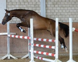 Pferd Masurenfee (Trakehner, 2011, von Bonaparte N AA)