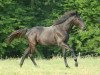 broodmare Belle Pèlerine (Trakehner, 2009, from Sarafan)