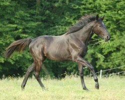 Pferd Belle Pèlerine (Trakehner, 2009, von Sarafan)