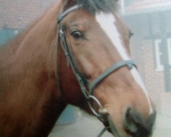 broodmare Marasa (Westphalian, 1992, from Maraschino)