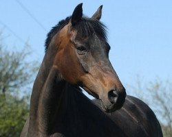 broodmare Oksana (Trakehner, 1992, from Consul)