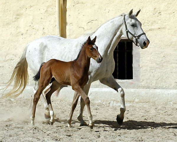 Pferd Cicero 80 (Trakehner, 2000, von Münchhausen)