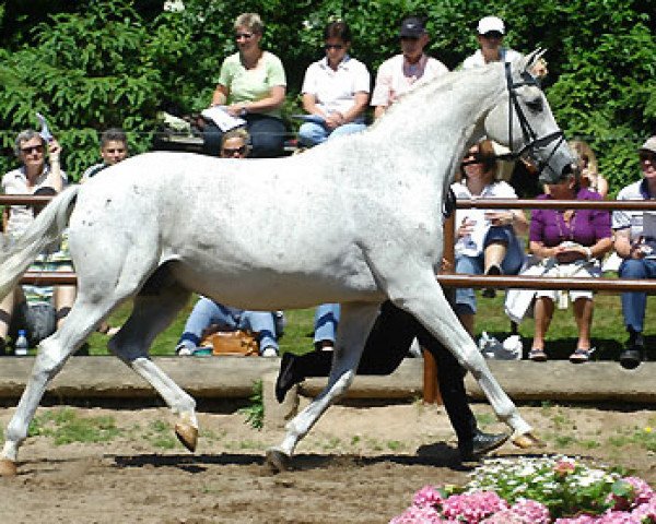 broodmare Carara (Trakehner, 1992, from Kostolany)