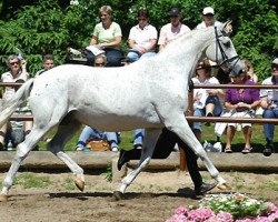 Zuchtstute Carara (Trakehner, 1992, von Kostolany)