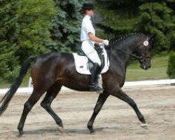 Zuchtstute Aquamarin (Trakehner, 2002, von Freudenfest)