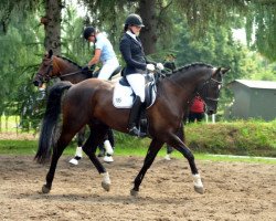 dressage horse Ehramo (Trakehner, 2009, from Alter Fritz)