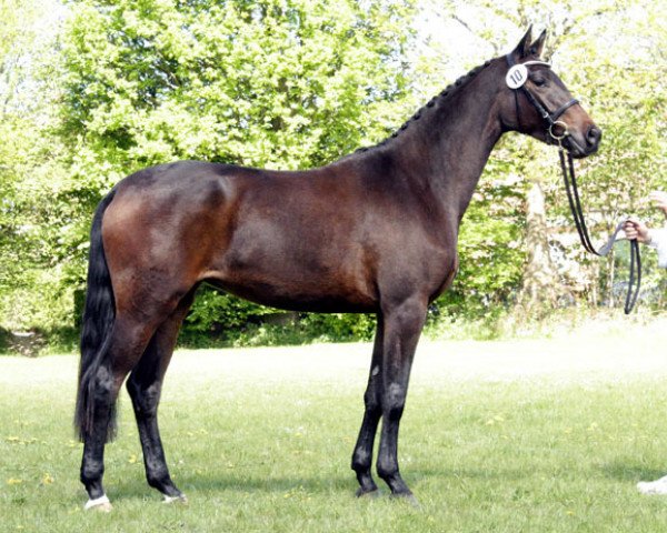 dressage horse Ardeline (Trakehner, 2008, from Freudenfest)