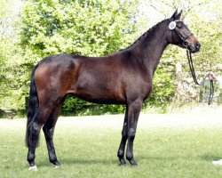 dressage horse Ardeline (Trakehner, 2008, from Freudenfest)