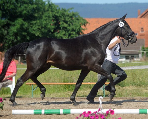 Zuchtstute Arven (Trakehner, 2008, von Summertime)