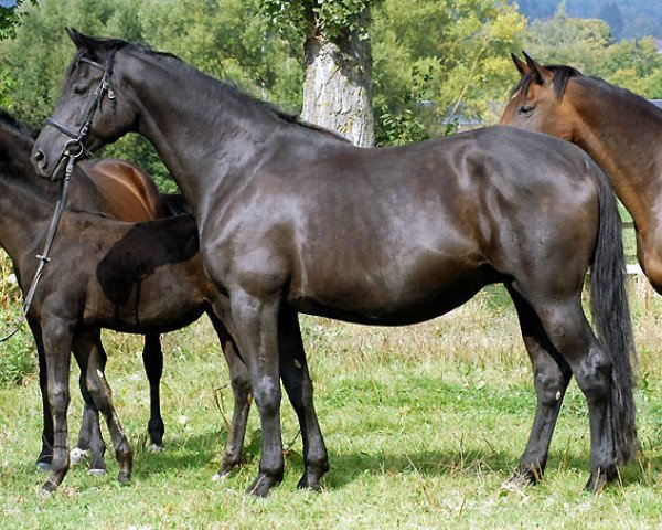 broodmare Agatha Christy (Trakehner, 1995, from Showmaster)