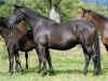 broodmare Agatha Christy (Trakehner, 1995, from Showmaster)