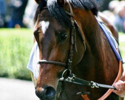 horse Monsieur De Frappe xx (Thoroughbred, 2009, from Smarty Jones xx)