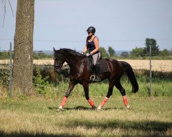 jumper El Cantara 11 (Hanoverian, 2010, from El Bundy)