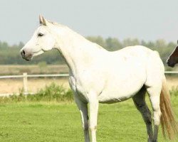 broodmare Palenta (Holsteiner, 2000, from Exkurs)