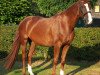 dressage horse Diandra 39 (Hanoverian, 2007, from Don Ricoss)