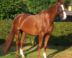 dressage horse Diandra 39 (Hanoverian, 2007, from Don Ricoss)