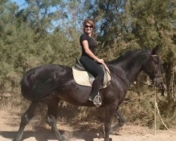 horse Jarana (Andalusians/horse of pure Spanish race, 2006)